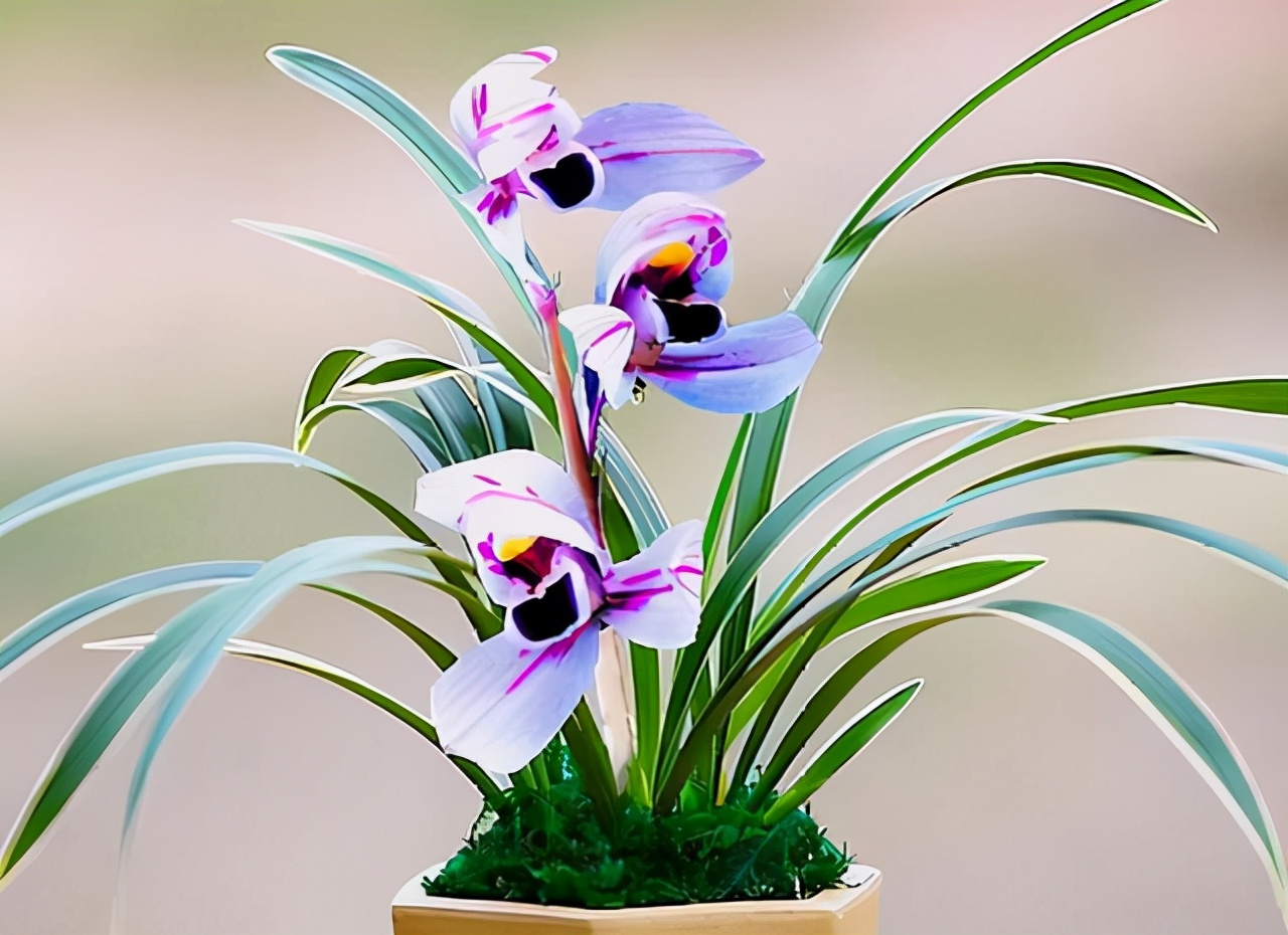 容易养的香气浓郁的兰花,开花多且香的兰花推荐