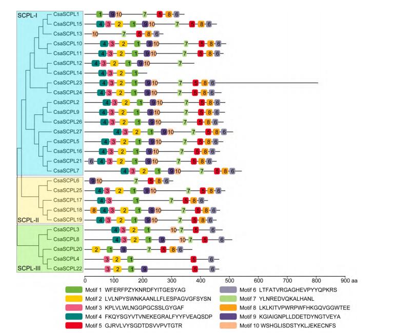 黄瓜基因组数据库怎么查基因序列,黄瓜花叶病毒基因序列