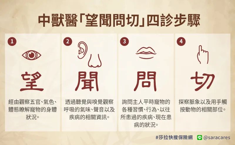 给狗做针灸的视频,带狗去针灸