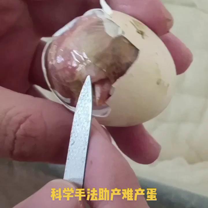 家用孵化器孵化全过程图,一年四季可用的孵化器