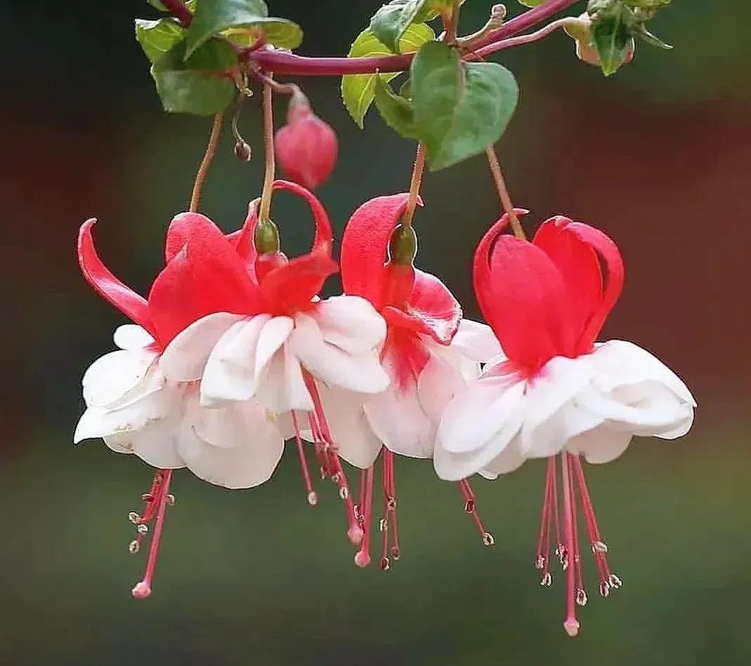 倒挂金钟绝美图片,探照灯倒挂钟