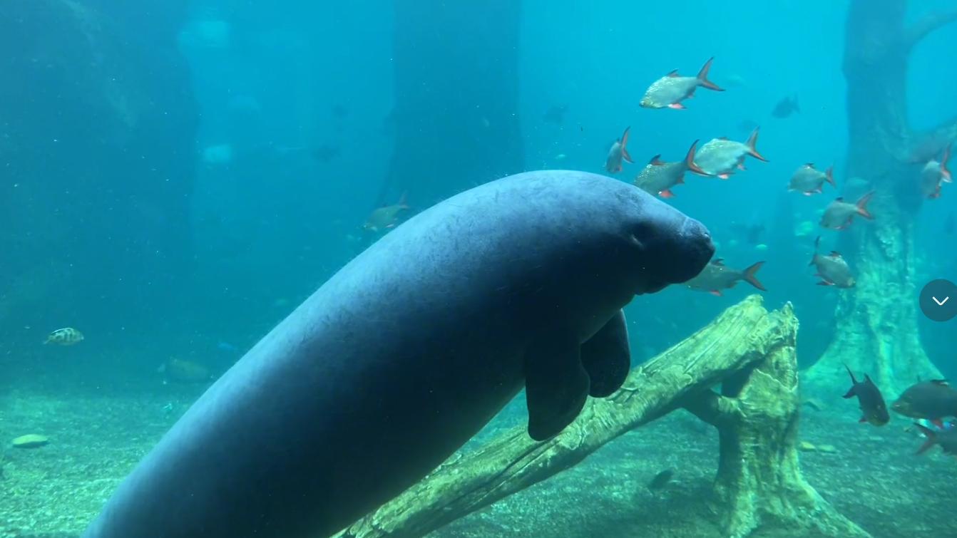 珠海海洋公园有哪些好玩的,珠海最大的海洋公园叫什么