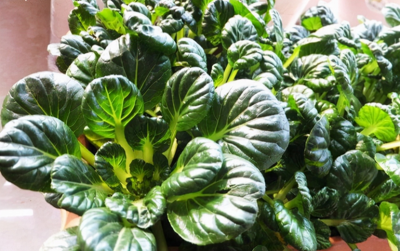 阳台种菜可以多茬采收,在阳台种菜最快采收的五种蔬菜