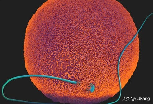AHA新闻:怀孕后呼吸困难、疲劳是心力衰竭的症状