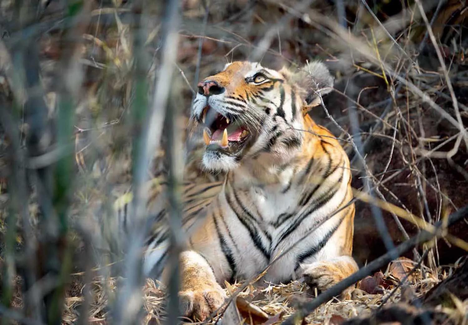 母虎“亲密”时到底有多痛苦?满地打滚、转身攻击公虎
