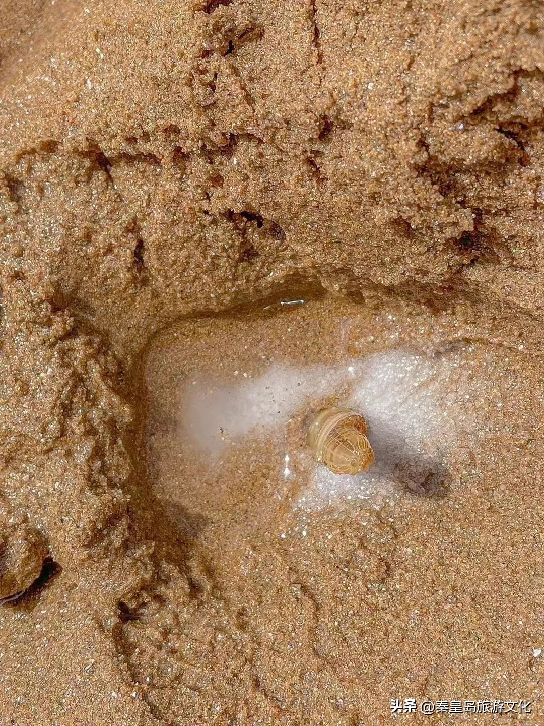 秦皇岛赶海海鲜都有什么,秦皇岛哪里可以赶海捉海鲜