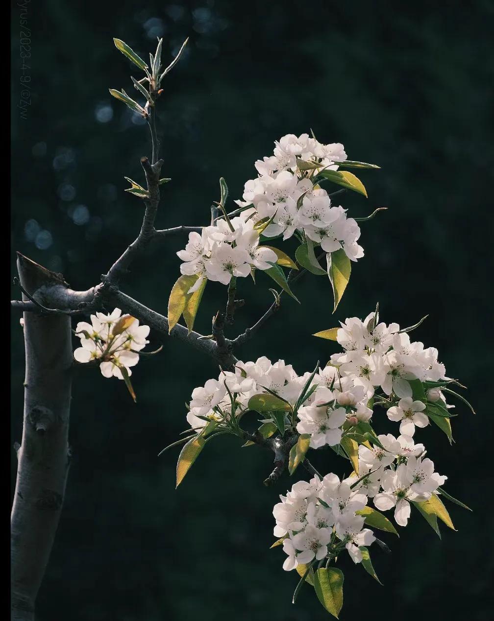 小众却又惊艳的诗词,关于百花的诗词