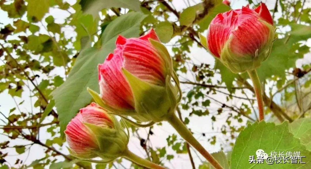 张俊容：中层干部的角色定位与责任担当