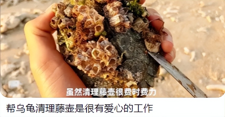 为了拯救动物我们可以做什么,为了拯救小动物牺牲自我