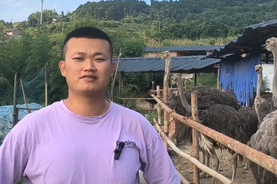 农村大学生返乡养殖鸵鸟,资中80后小伙返乡创业养鸵鸟