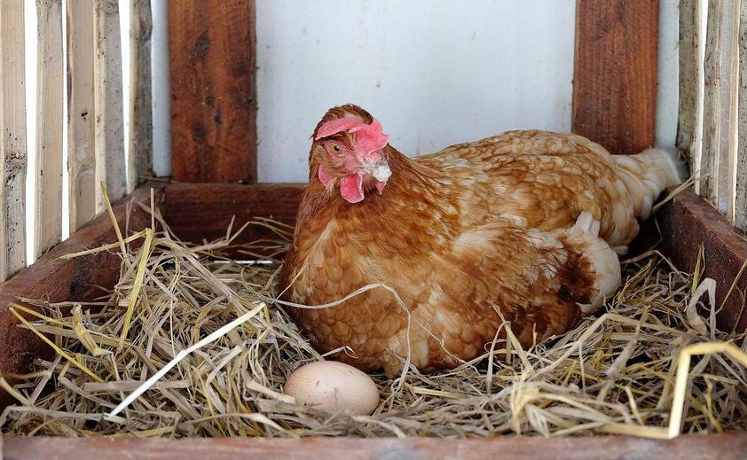 鸡产小蛋是怎么回事,为什么鸡会生小蛋
