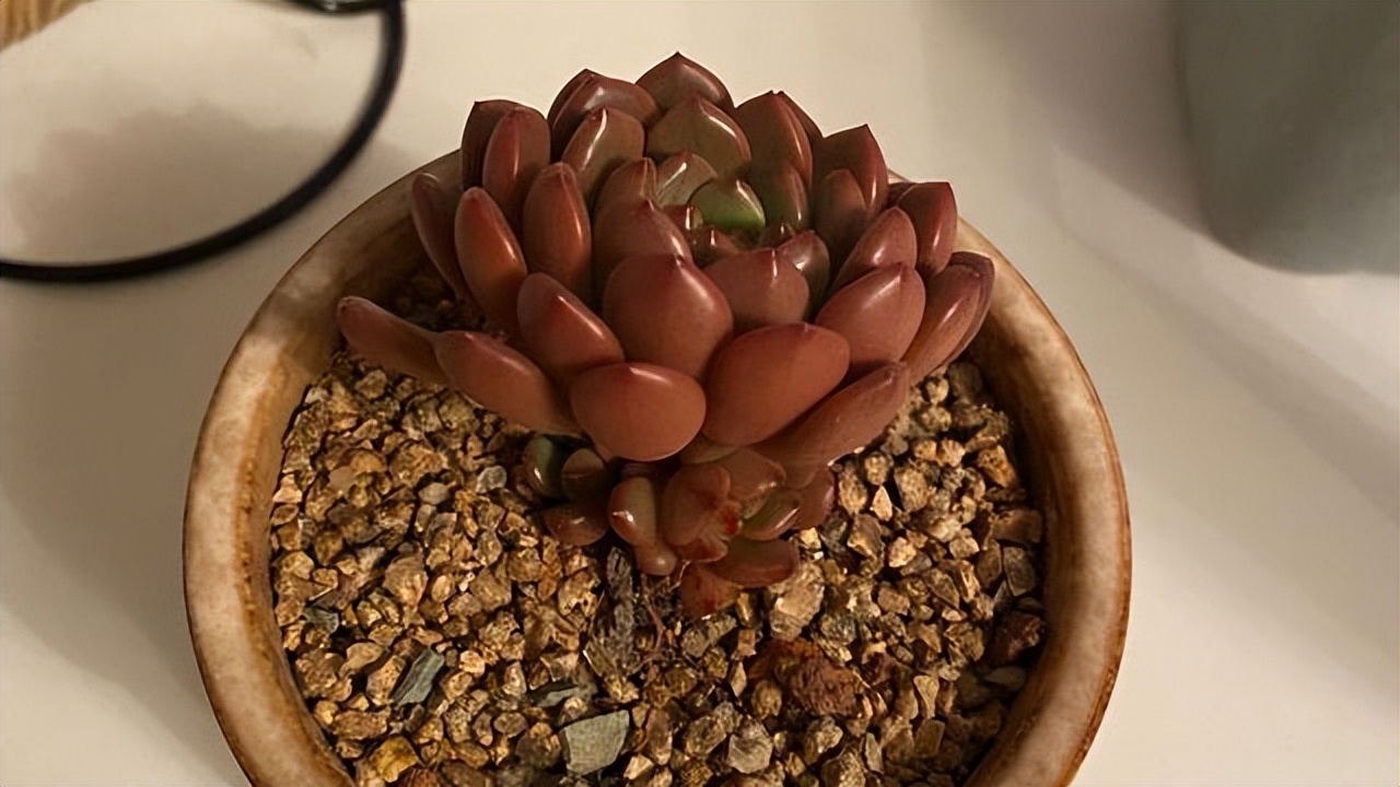 多肉红宝石夏季多长时间浇一次水,多肉红宝石徒长