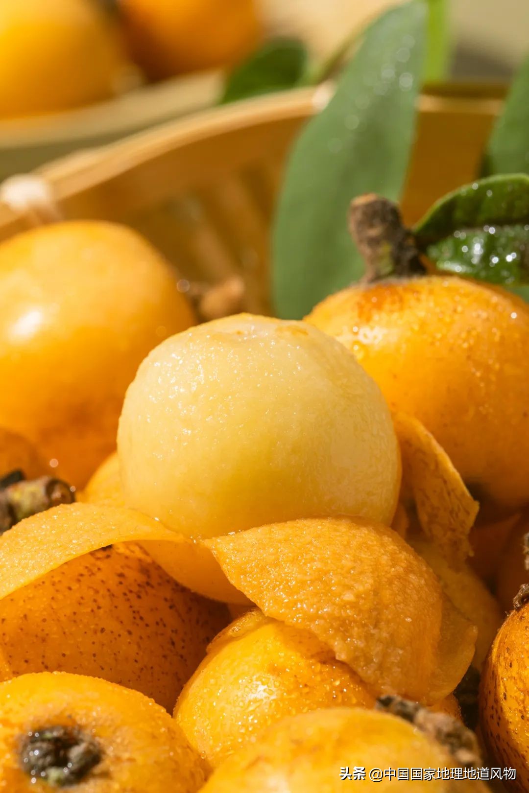 北方人认识枇杷吗,南方人有多爱嗦粉
