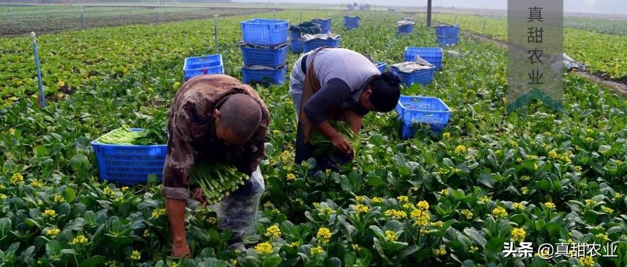 蔬菜供货持续增加菜价季节性下滑,蔬菜倒卖注意事项
