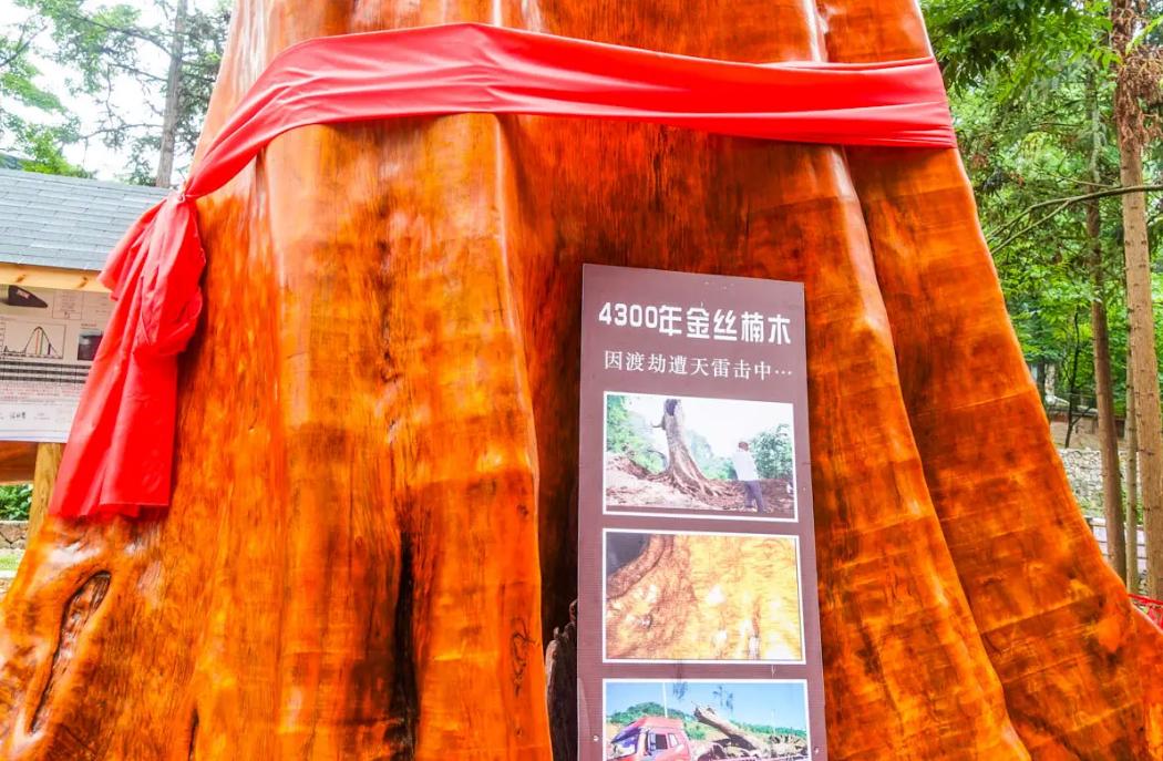 金丝楠木树苗为啥没人种,金丝楠木那么贵为何无人种