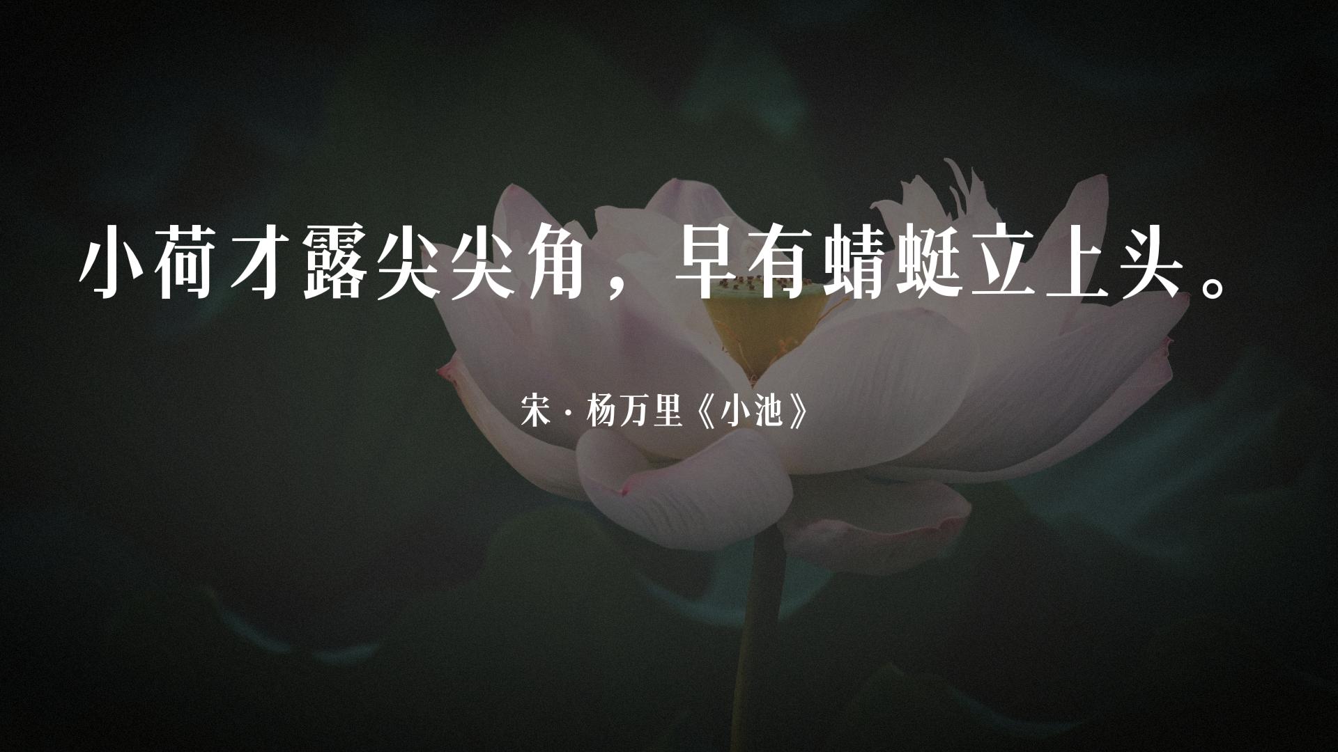 荷风送香气竹露滴清响是写荷花吗,古诗词经典唯美名句关于荷花的