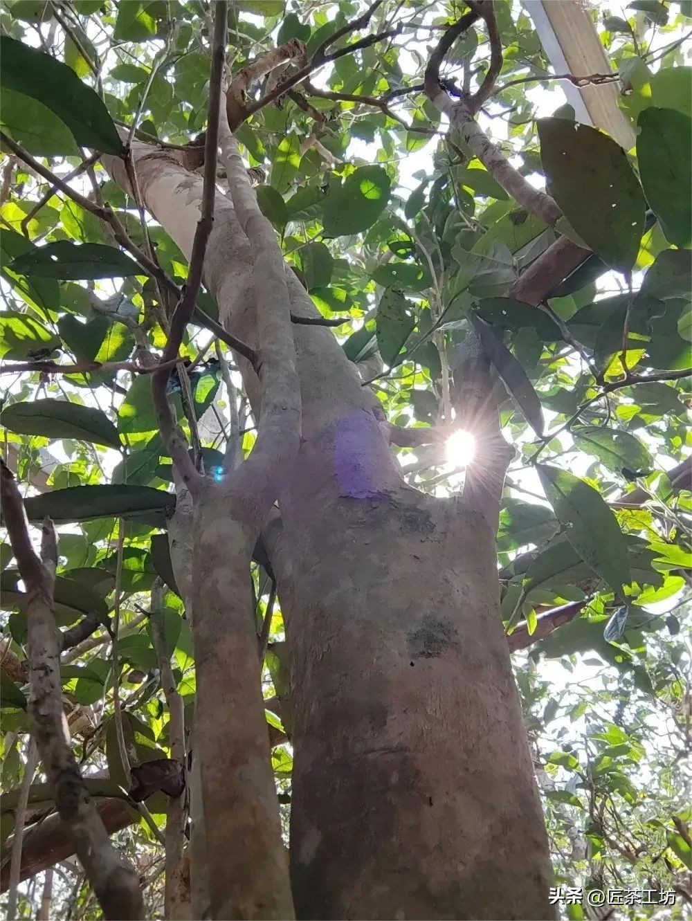 为什么只有曼松才被誉为贡茶,曼松皇家贡茶