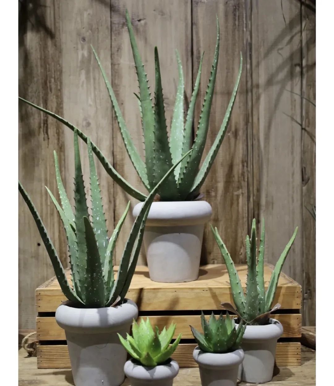 十种不适合浇水的花,长期缺水的花如何浇水