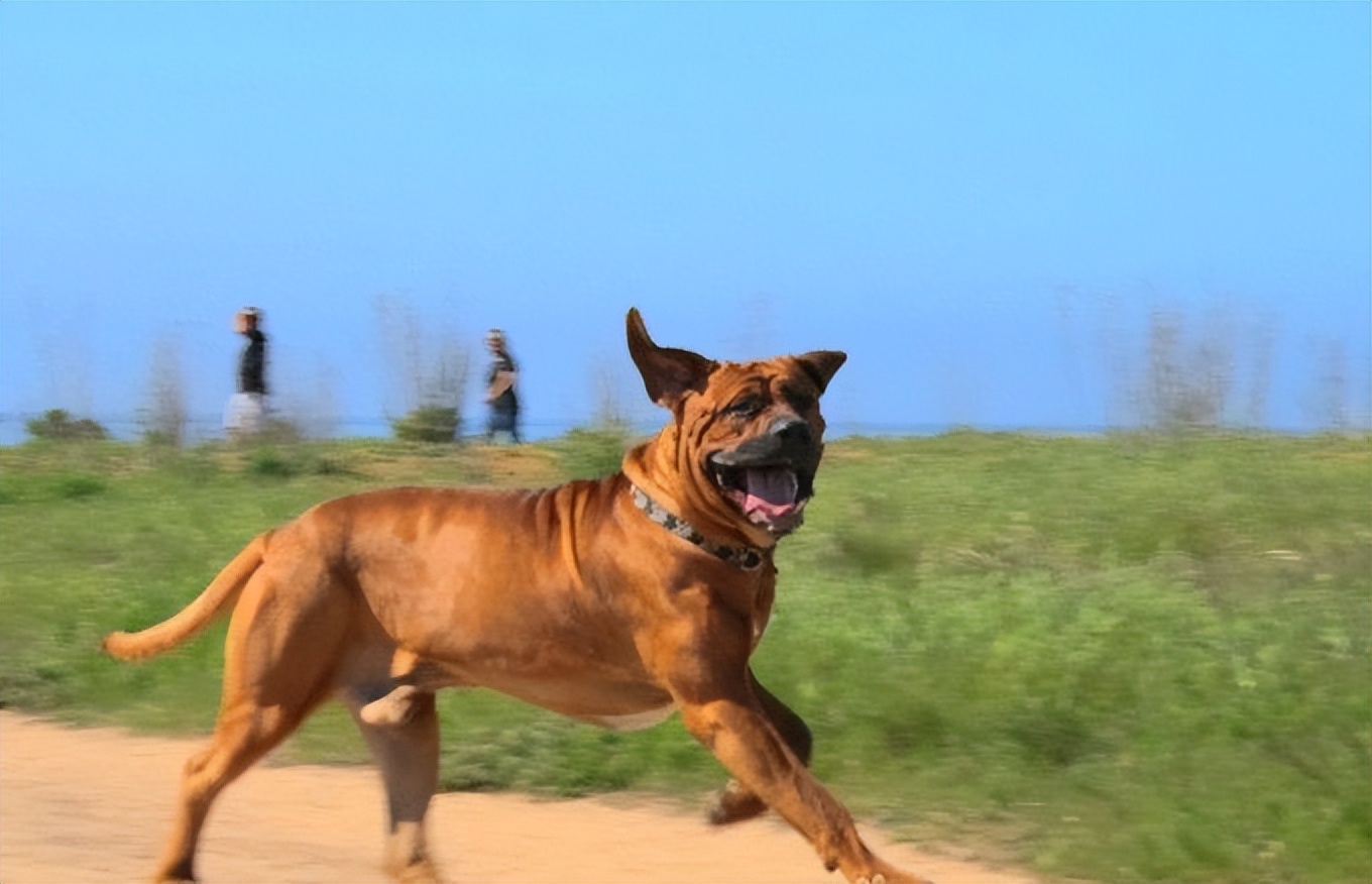 世界上最凶恶的狗子排名,十大世界上最凶狠的狗排名