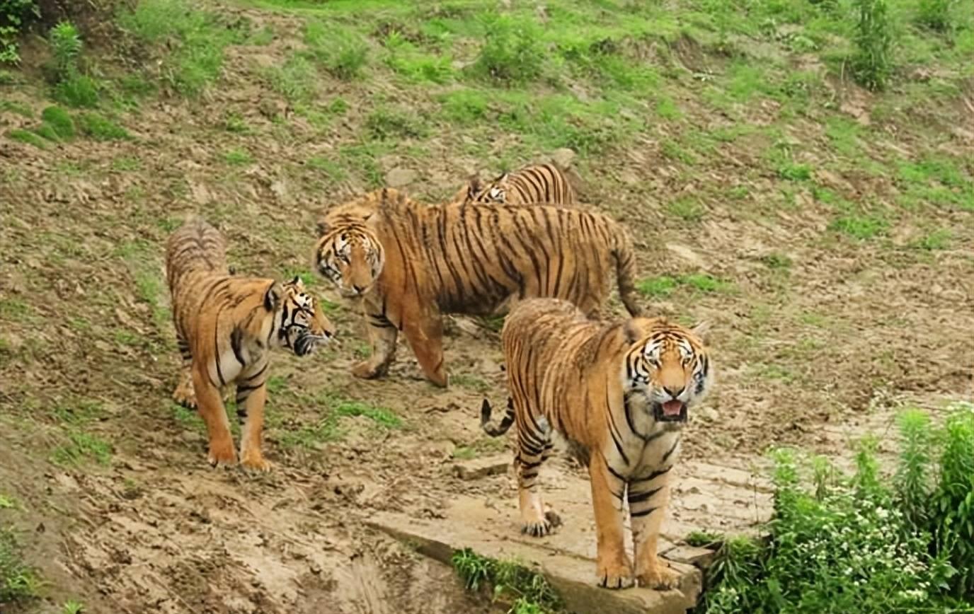 野外霸主！老虎无敌战力！