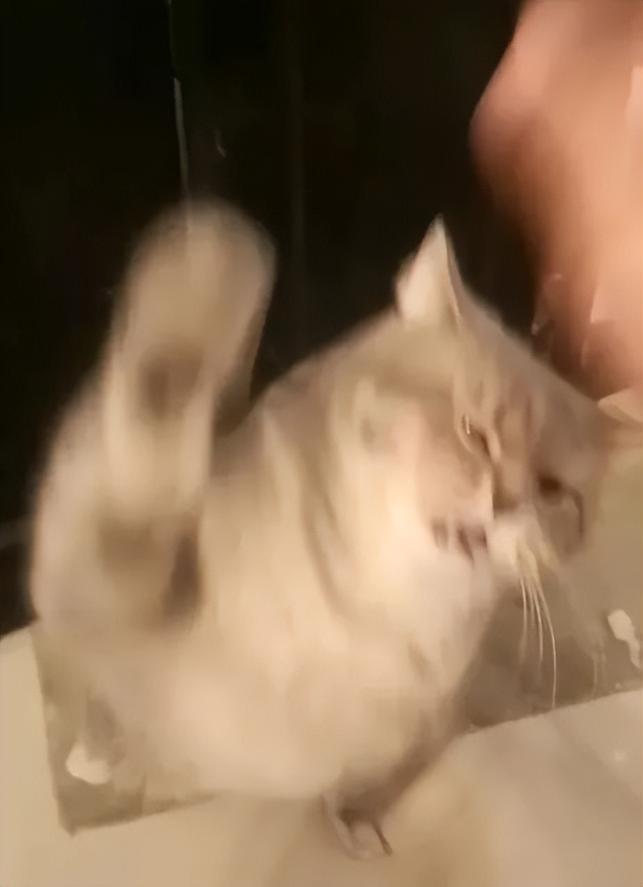 抖M大橘猫酷爱被打屁股，否则就骂骂咧咧：我是你修来的一屁股债