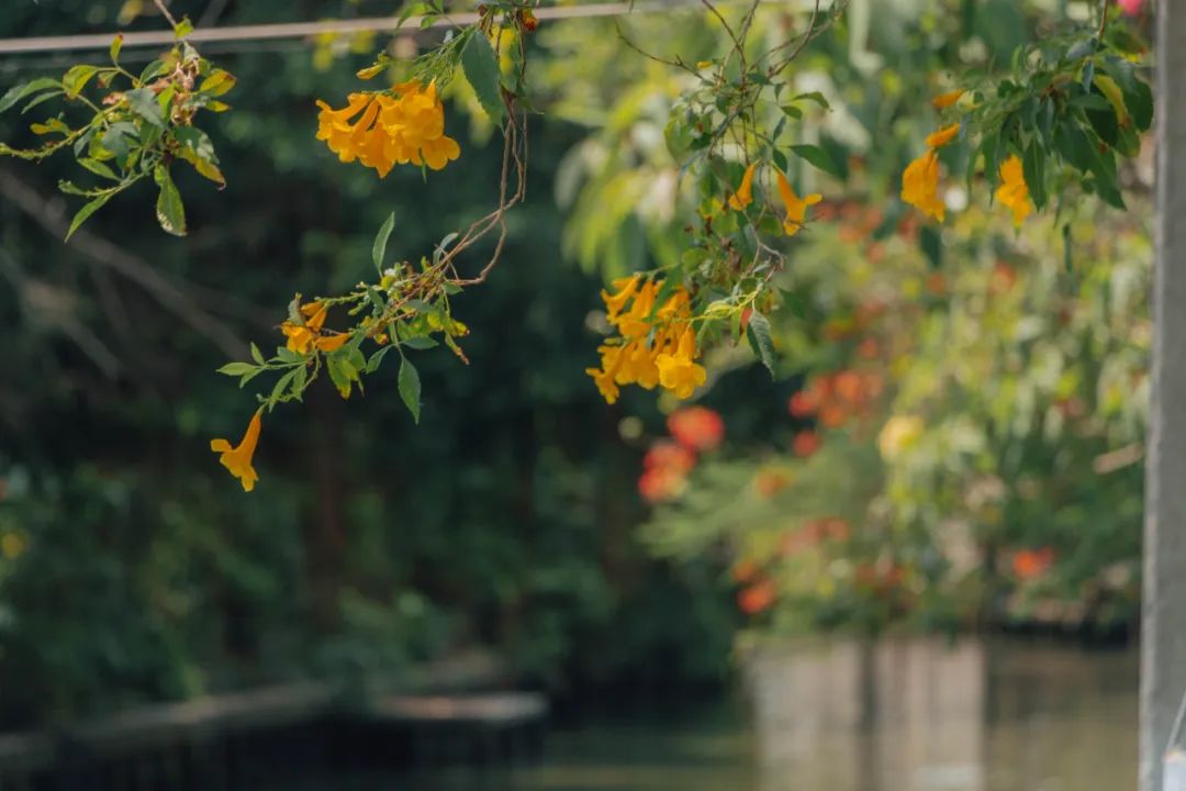 鍘绘嘲鍥芥浖璋峰拰鑺彁闆呯殑鏀荤暐,鍘绘嘲鍥界帺杞浖璋疯姯鎻愰泤