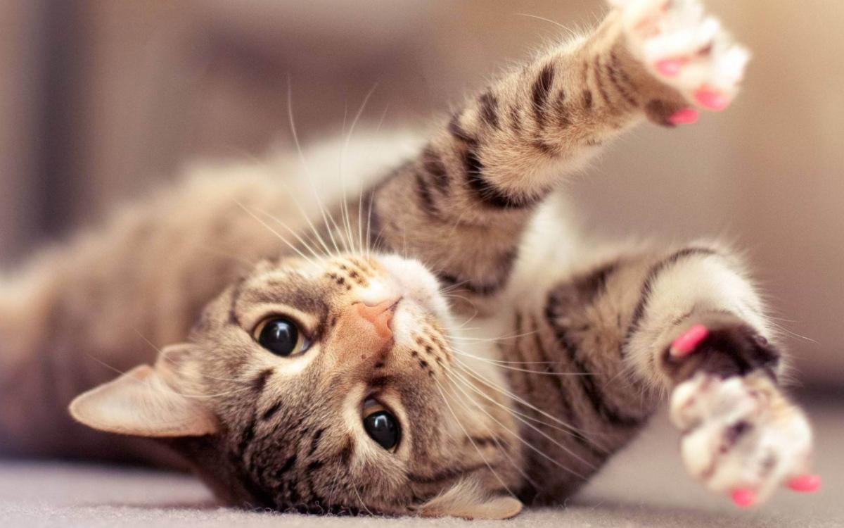 六个月的猫便秘怎么刺激猫排便,猫多久拉稀