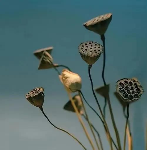 荷花散文朱自清,荷花散文朗读视频