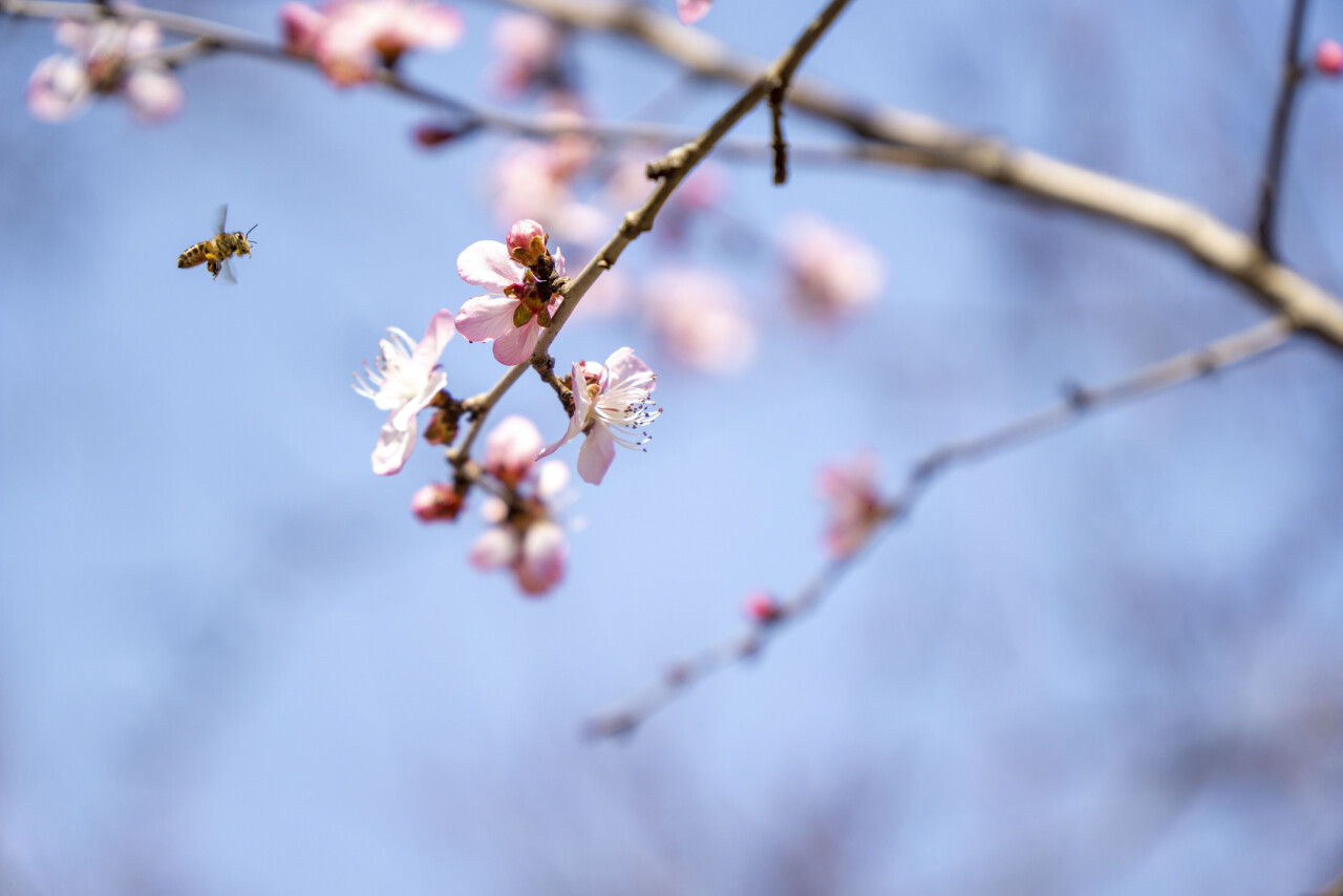 踏青济南攻略,济南黄河边春游攻略