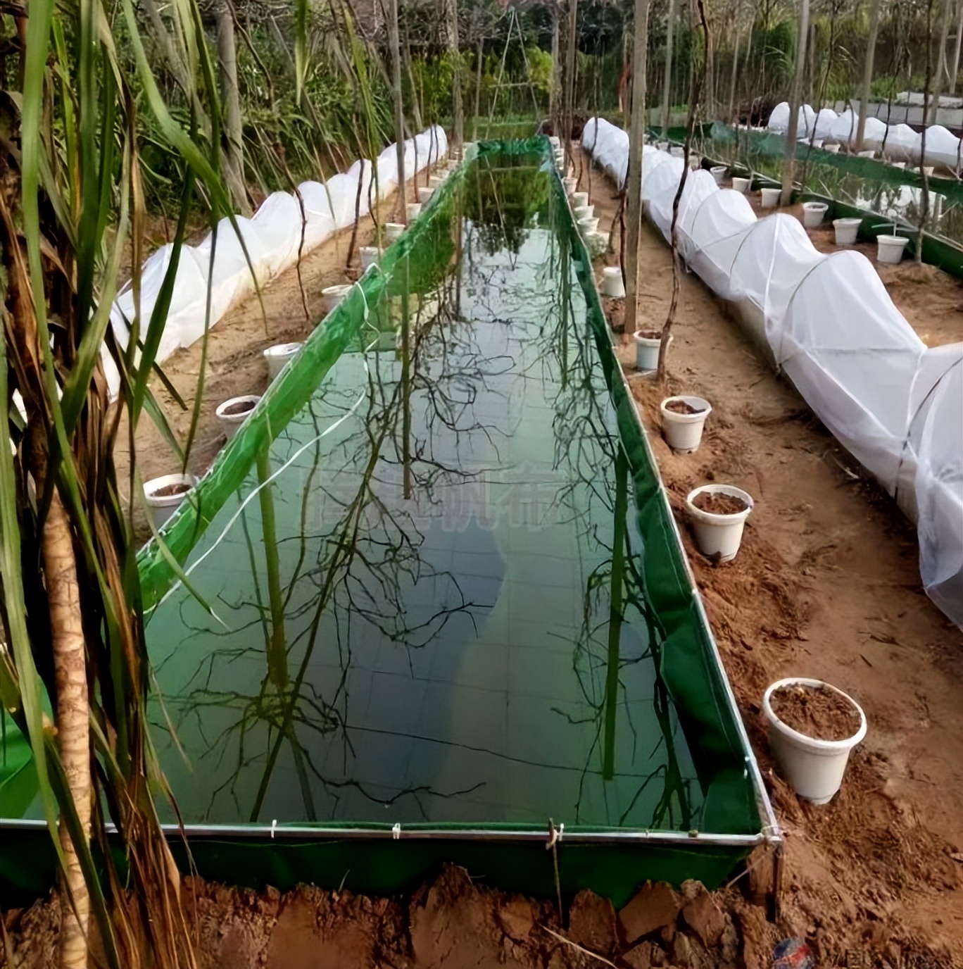 帆布池养鱼能养得大锦鲤吗,帆布鱼池养锦鲤能养多大