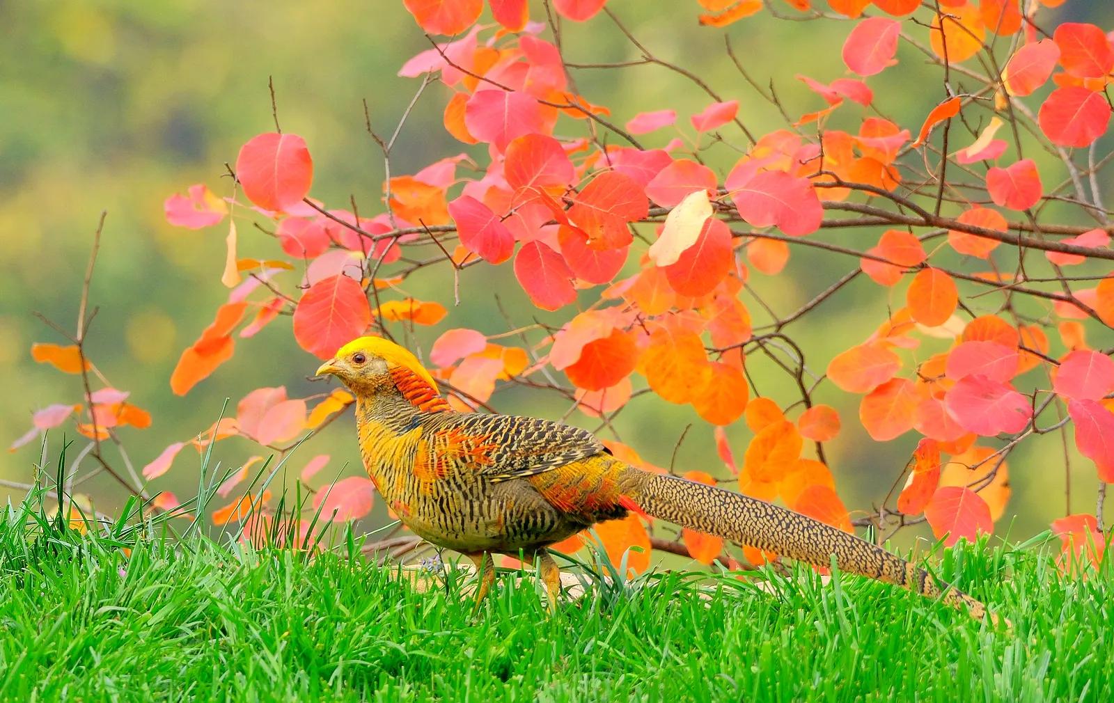 平顶山鲁山县红腹锦鸡,鲁山县红腹锦鸡