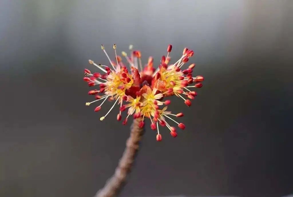 开花植物大全100种,实用分享30款小型开花树种介绍