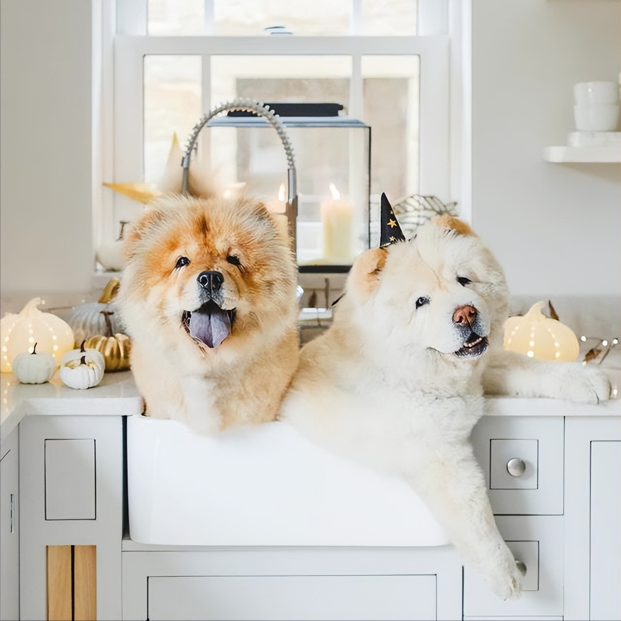 松狮犬没胃口？可能是这些原因导致的！