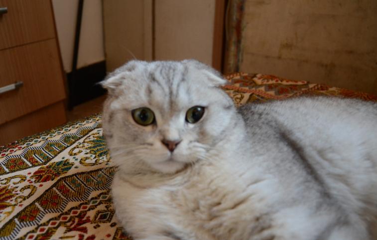 巴哥犬的优点有哪些方面,巴哥犬的优点和缺点及智商