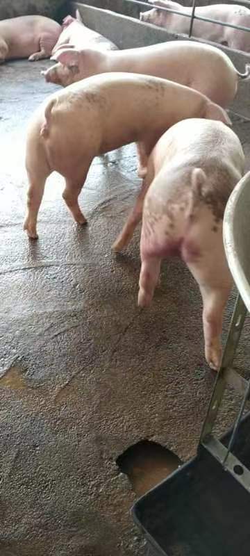 大肥猪感冒发烧不食,肥猪发烧站不起来怎么回事