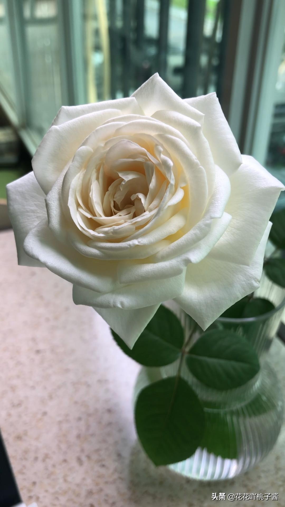 月季花纯香水,月季香水推荐