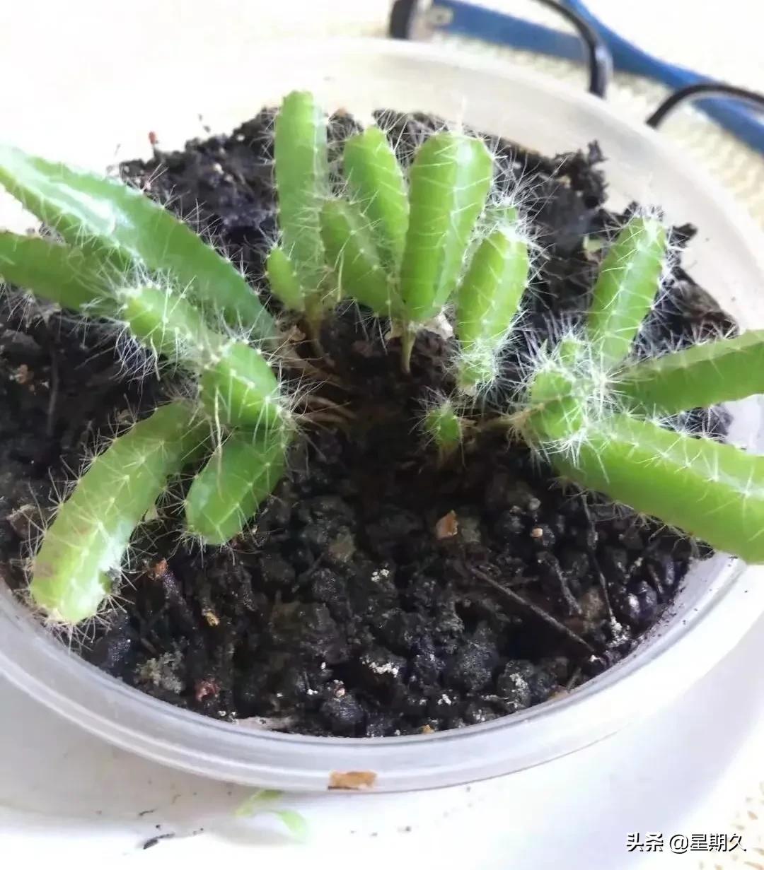 嫁到韩国的中国媳妇吃饭,嫁到中国的韩国姐妹聚餐