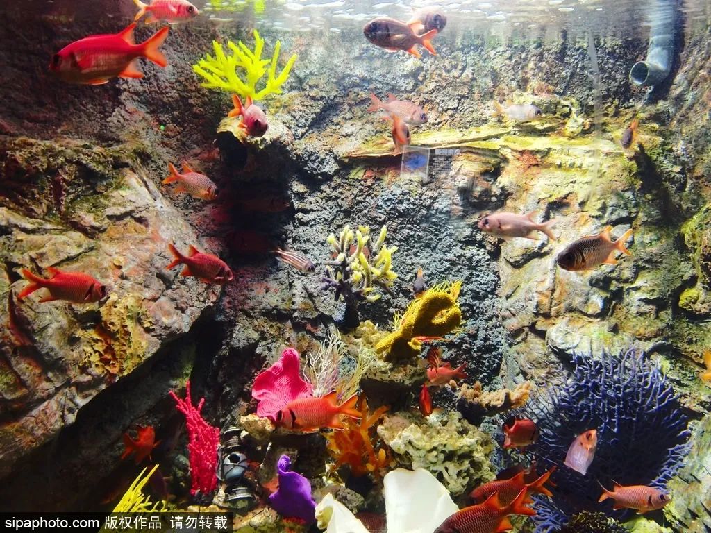 畅游海底世界活动,北京半日游海底世界