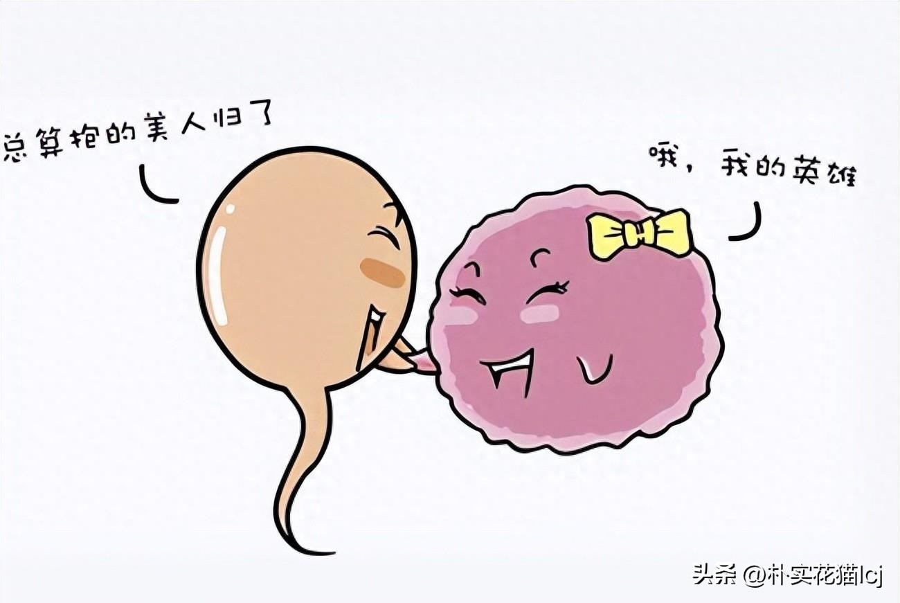 精子受孕未成功后去哪了,没有成功受孕的精子都去哪里了