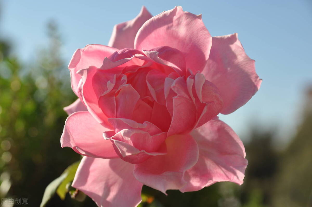 魑魅魍魉为何变化那么多,魑魅魍魉是什么东西