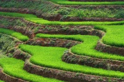 水稻是我国三大主粮之首,最早的五谷有水稻吗