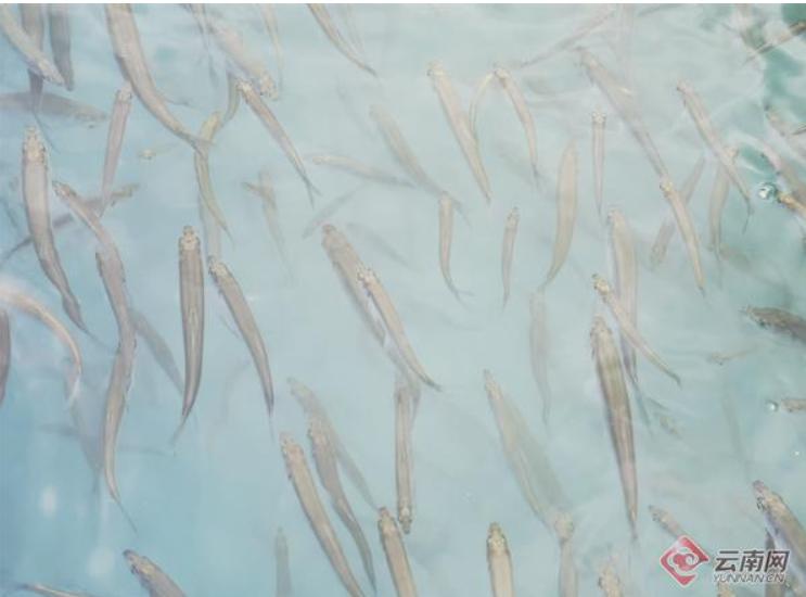 云南抚仙湖鱼的品种,云南抚仙湖生态石锅鱼鱼种