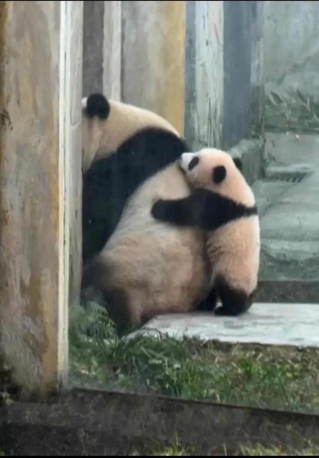 熊猫的母性有多强，那些在幸福和痛苦双重煎熬下的熊猫妈妈们