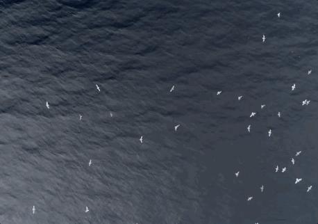 发现罕见的鲸鱼,最新发现的巨大鲸鱼