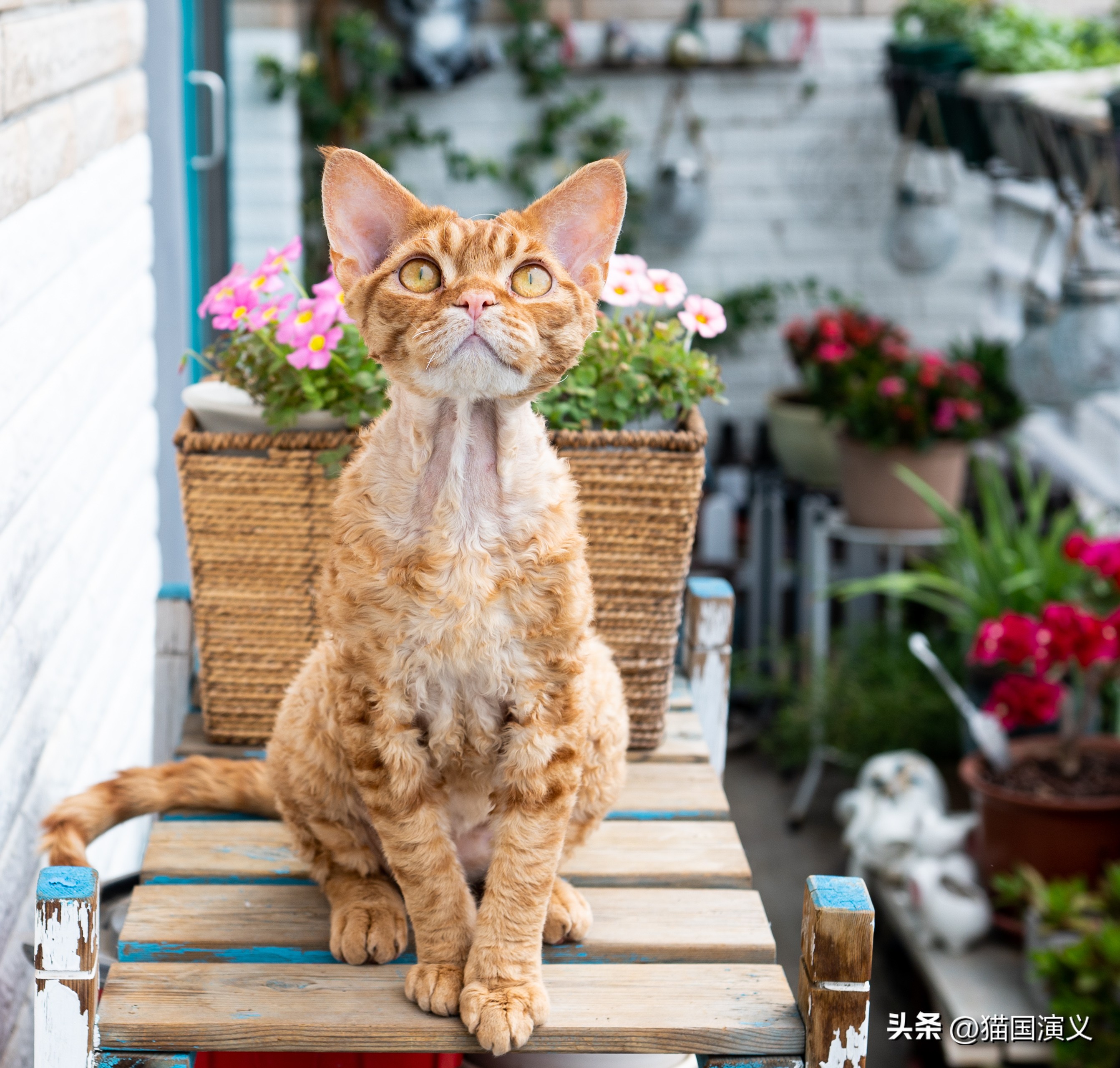 酢浆草和三叶草有什么区别,德文卷毛猫跟狸花猫配