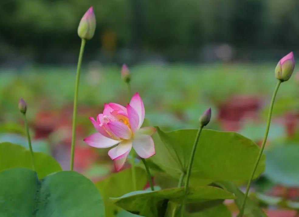 来自六月的赏荷请柬，请查收！