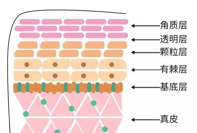 你真的了解皮肤吗,你真的了解你是什么肤质么