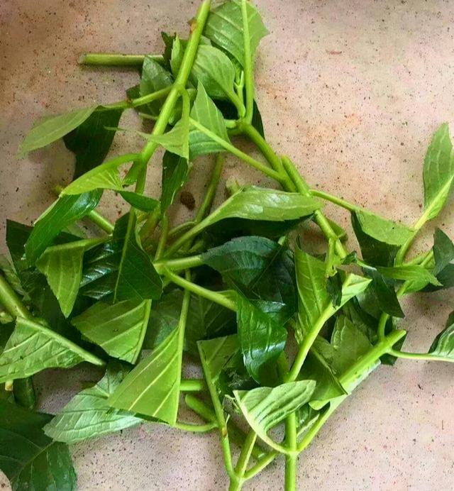 教你扦插大法扦插什么植物都能活,扦插小技巧栽培小妙招