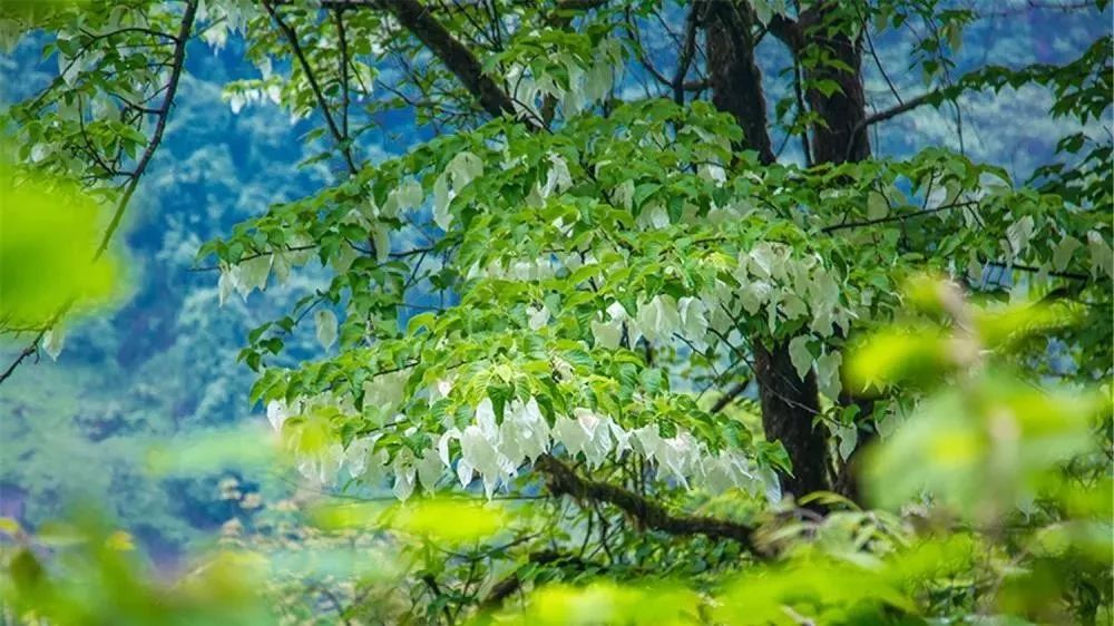 川西阿坝旅游详细攻略地图,川西阿坝旅游攻略三天