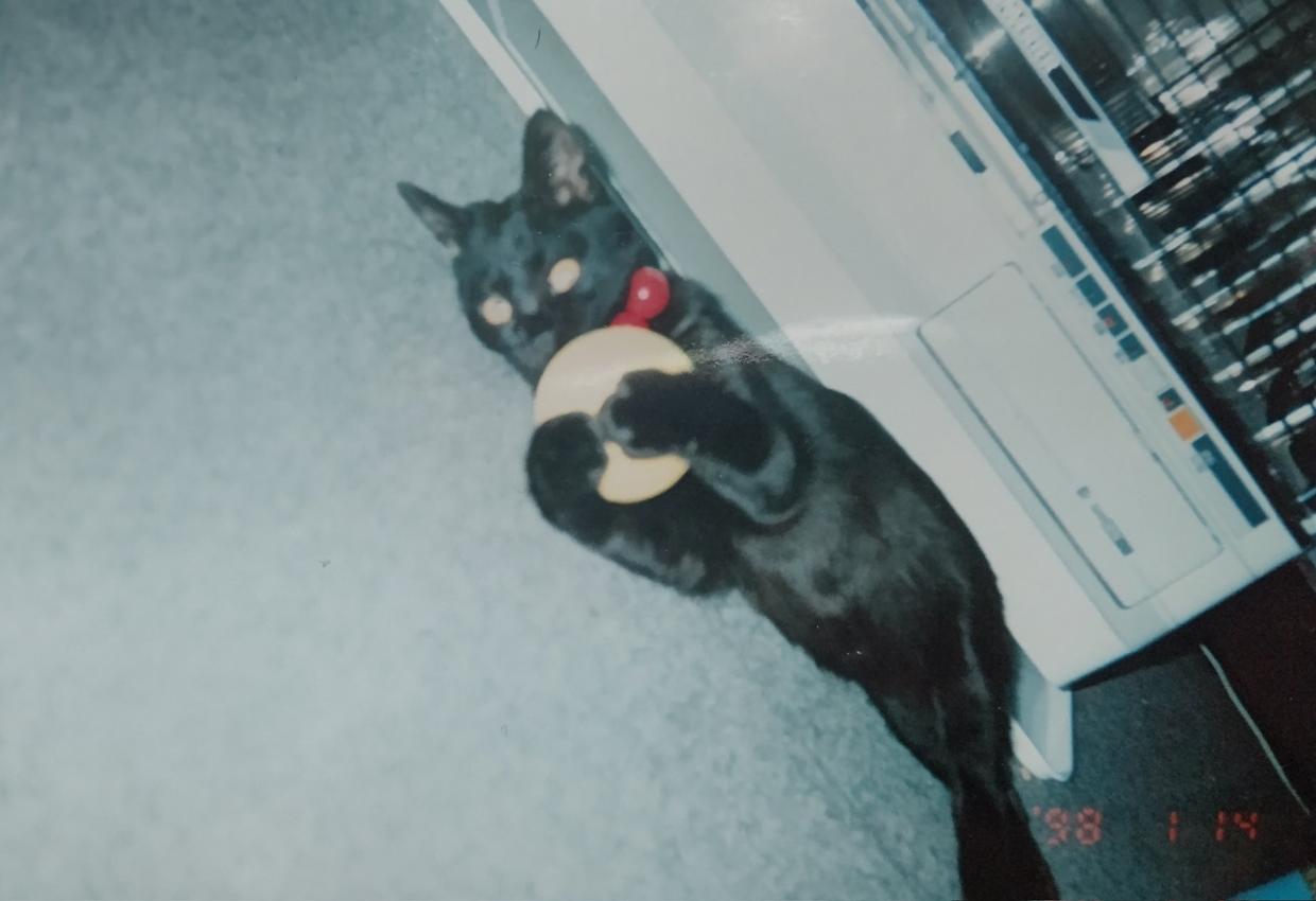 最长寿猫咪死亡,世界上最长寿的猫咪去世